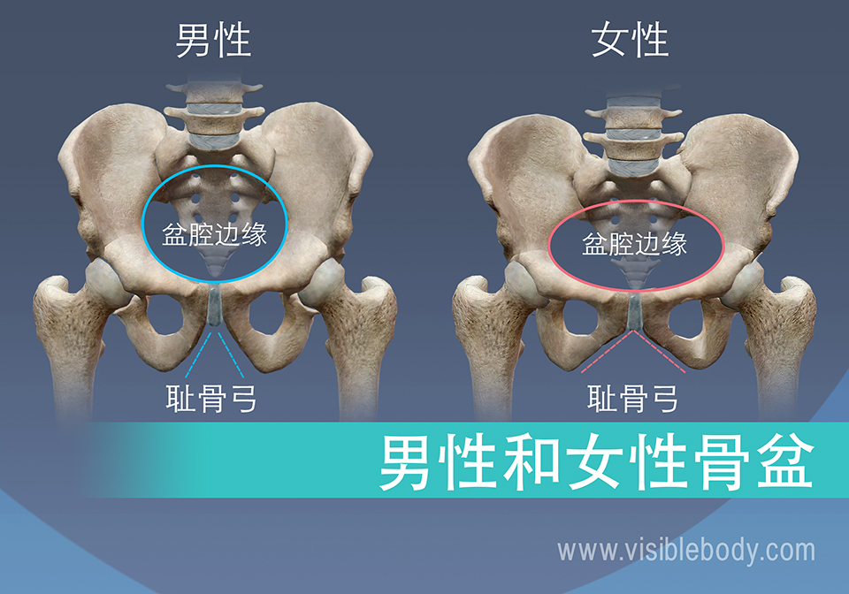 耻骨缘与耻骨弓的男女区别